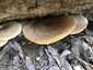 Nyár-fagomba (Lentinus tigrinus), Duna-part
